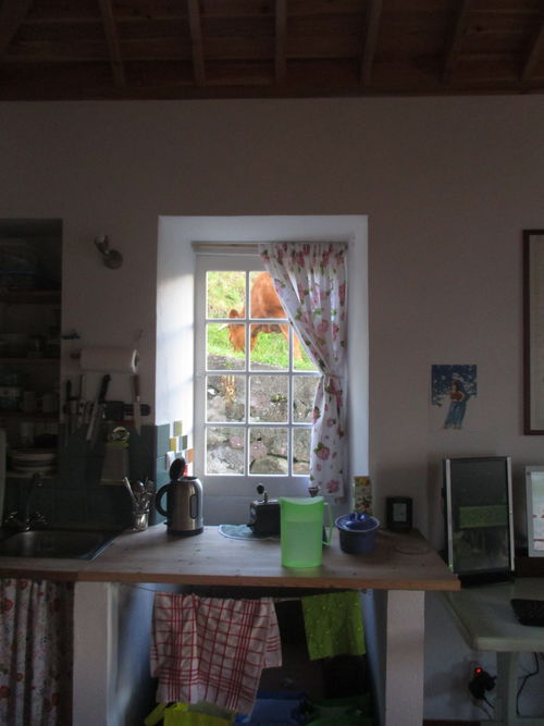 cow seen through a window